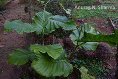Leea macrophylla